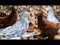 Такое Редко Увидишь! ( Смотреть до конца ) Узбекские двухчубые голуби. Tauben. Pigeons