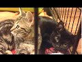 Rescue Two Little Kitten Have Some Neurological Problems But So Feisty