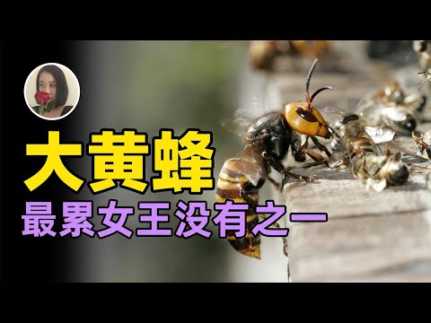 【大黄蜂】最累女王 杀戮机器 蜜蜂宿敌 土木工程爱好者 AKA绞肉机|Why hornet Are Dangerous But Also Important