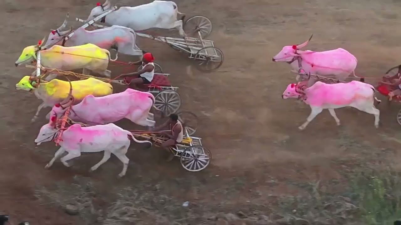 श्रीनाथ केसरी 2025 fortuner मैदान जनरल बैलगाडी शर्यत|गाड्या सुटताना गाड्यांचा खोळंबा 