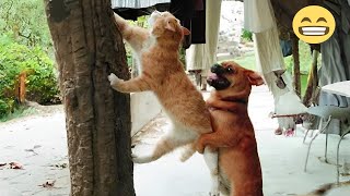 Try Not To Laugh Cats And Dogs Videos 😁 - Best Funniest Animals Video 2024 №1