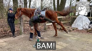 Kicking horse receiving hoofcare