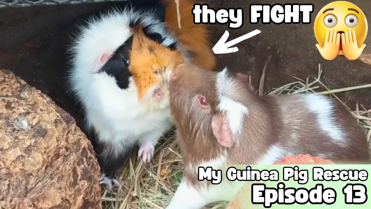 I Rescue TWO MORE Guinea Pigs, and They FIGHT! 😬 - My Guinea Pig Rescue - Episode 13
