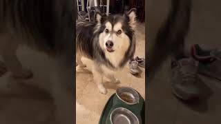 Plastic Wrap Dog Food Challenge