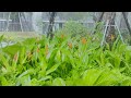 Walking in the Rain 🌧️ | Nature Sound Vlog with Raindrops on Leaves