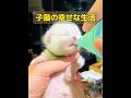 子猫はその後も幸せな生活を送り続けた。 #animals #動物 #共鳴 #特有種