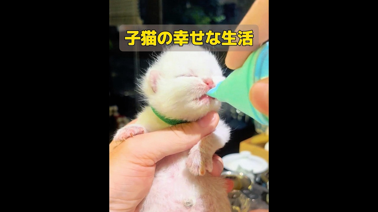 子猫はその後も幸せな生活を送り続けた。 #animals #動物 #共鳴 #特有種