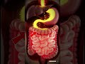 What REALLY Happens When You Drink Lemon Juice | 3D Animation