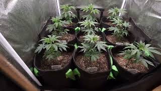 Grow room update and 500 sub giveaway winner @Spider-Farmer #G4500