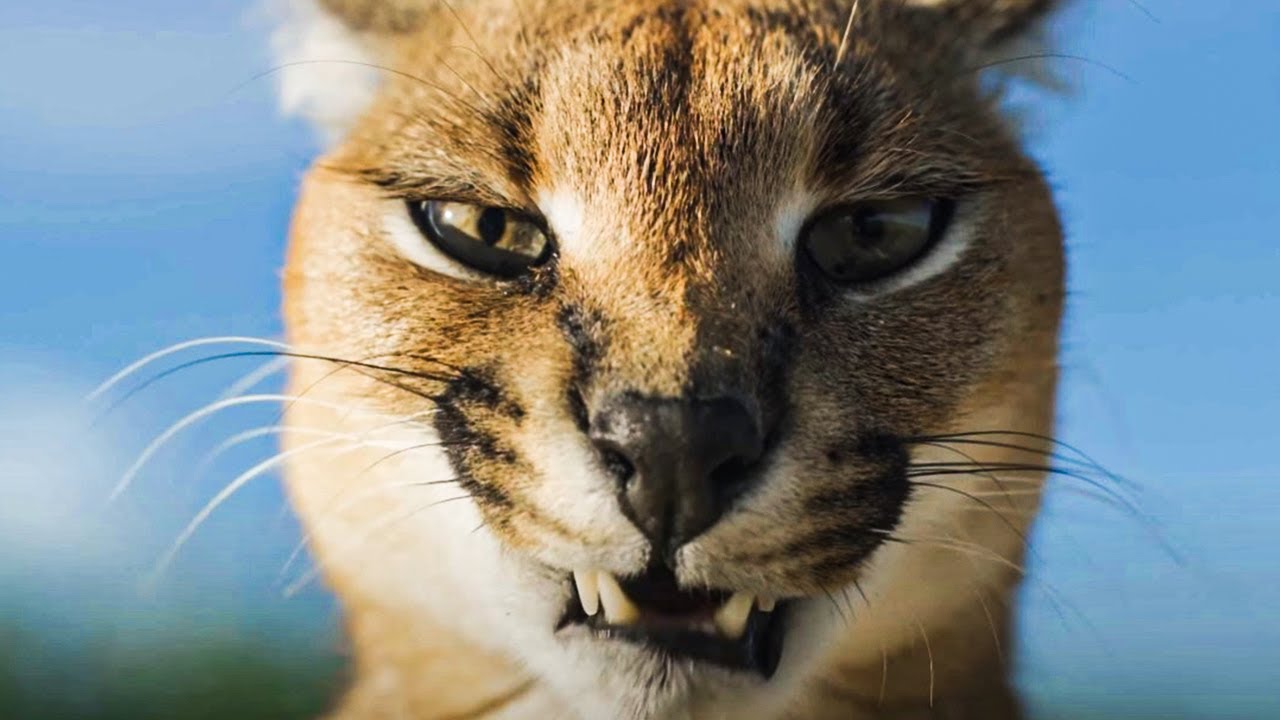 Wild African Cats How Do These Intelligent Predators Manage To Survive wild-african-cats-how-do-these-intelligent-predators-manage-to-survive