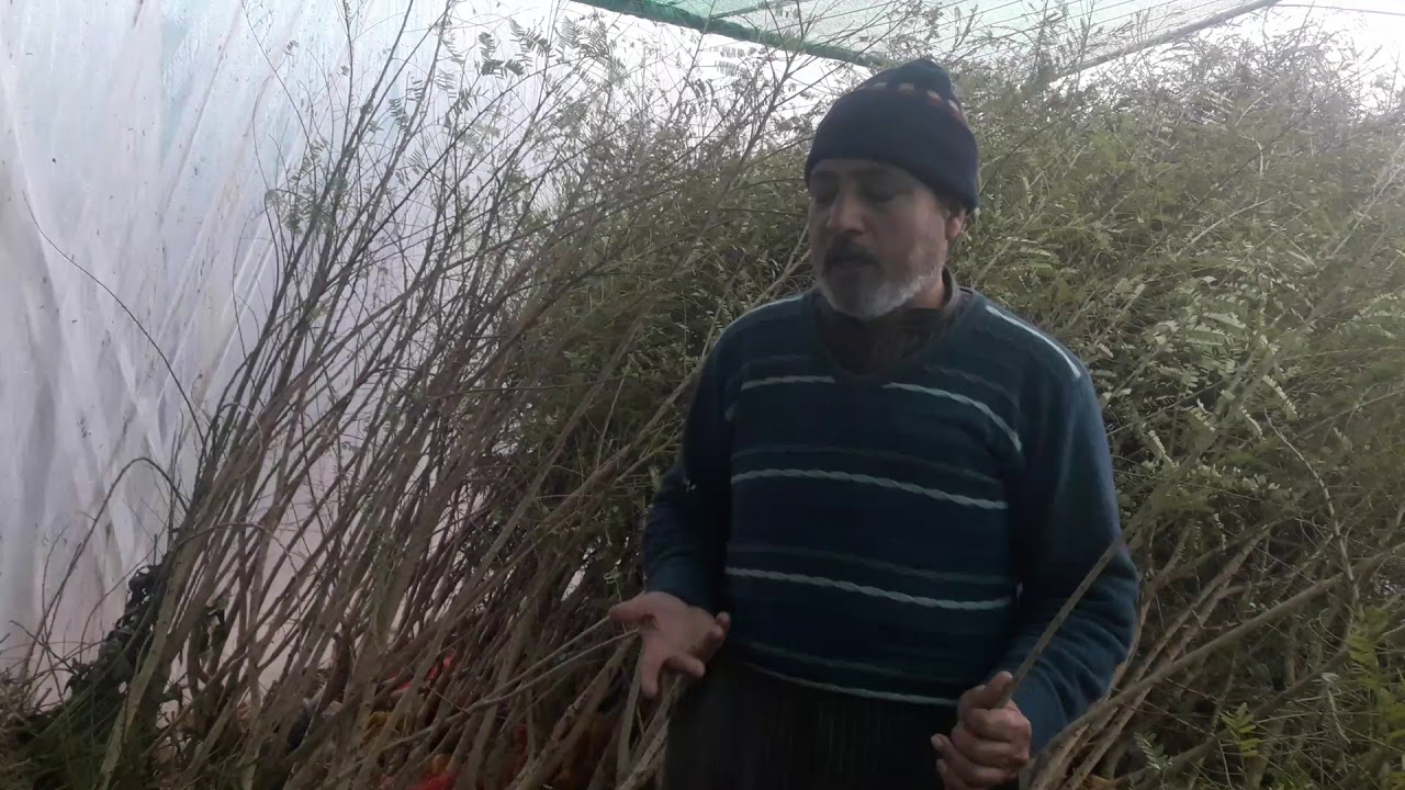 ANF Pattoki|| Amla plants best rate in pattoki with Muhammad Shafiq