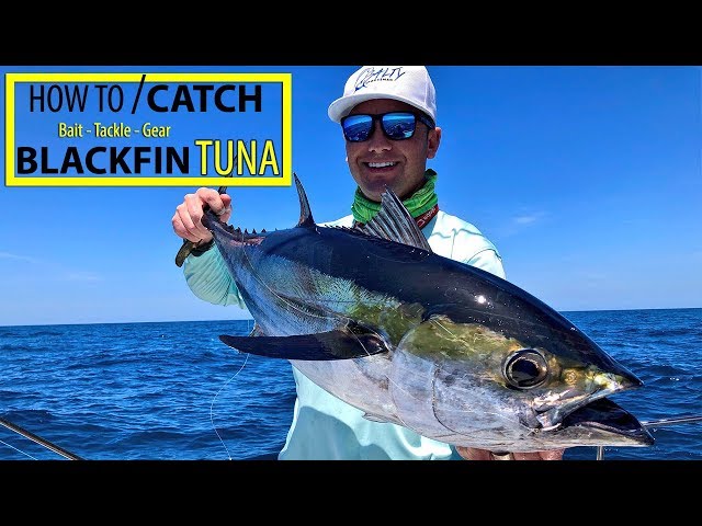 How to Catch blackfin Tuna, Best Bait To Use