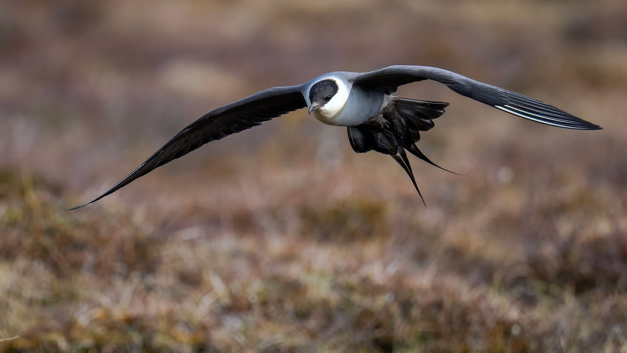 Flatruet med dess fjällfåglar
