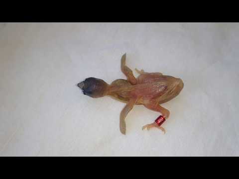 Птенцы амадин гульда жёлтой мутации