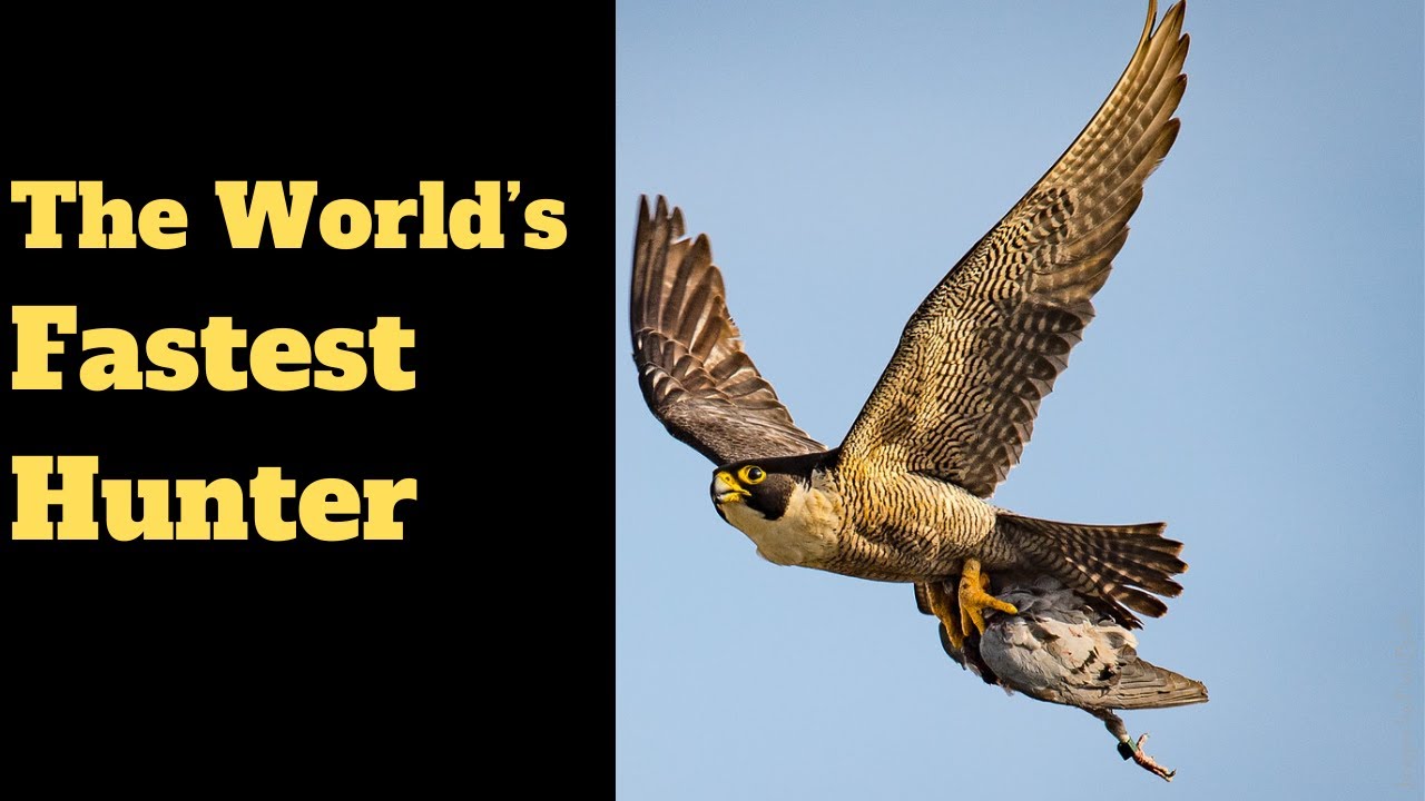 Death Falcon Peregrine Falcon: Dive of Death - YouTube