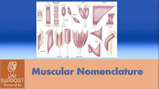 Muscle Nomenculature