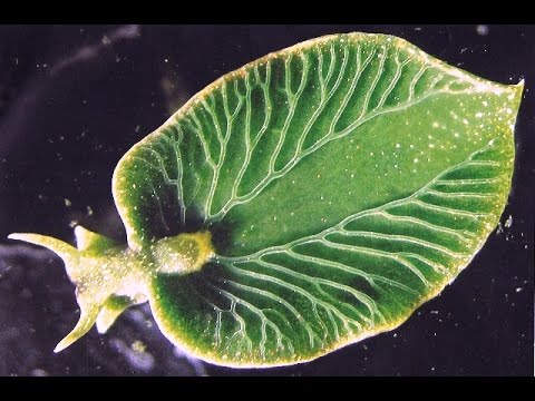 Video: Biodiversità Inesplorata Nel Benthos Marino: Il Vuoto Del Piccolo Con La Descrizione Di Dieci Nuovi Taxa Platyhelminth Dal Ben Studiato Mare Del Nord