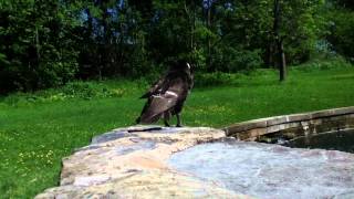 Duck Preening for a Date