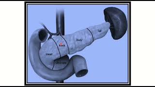 Mrcs Question Solve Crack Mrcs Relation Of Uncinate Process Of Pancreas