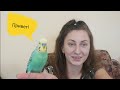 #Говорящийпопугай , как быстро научить попугая говорить, мой опыт/ мой попугай Карен