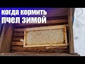 Секрет хорошей зимовки пчел. Когда 100% нужно кормить пчел зимой? Как зимовать без потерь на пасеке