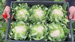 Download Lagu BEJO | Bloemkool - Newlyn MP3