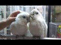 20140120 えとぴりか　　ソロモンオウム