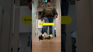 Zähl keine Schafe ❌🐑 #shorts #medizinischescannabis