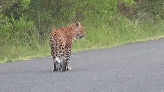Isimangaliso leopard on the hunt, sauntering down the road.