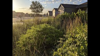 Native Plants for Bunny Resistance, Shade, Less Work, and Spring Pollinators screenshot 3