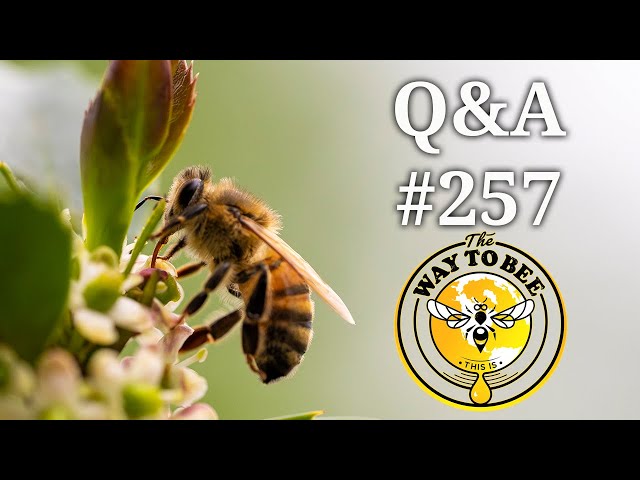 Backyard Beekeeping Questions and Answers Episode 257, clustered bees, and more. class=