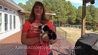 Train with me! Nine week old puppy basics part 1 How to get started training your new puppy