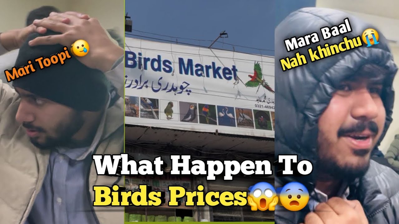Birds Ki Prices ko Kia Hogia 🥲 || Baal Khinchna Wala Tola 😅 | @genz-vlogs-au