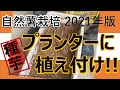 【自然薯栽培】プランターで自然薯栽培してみます 　2021年版