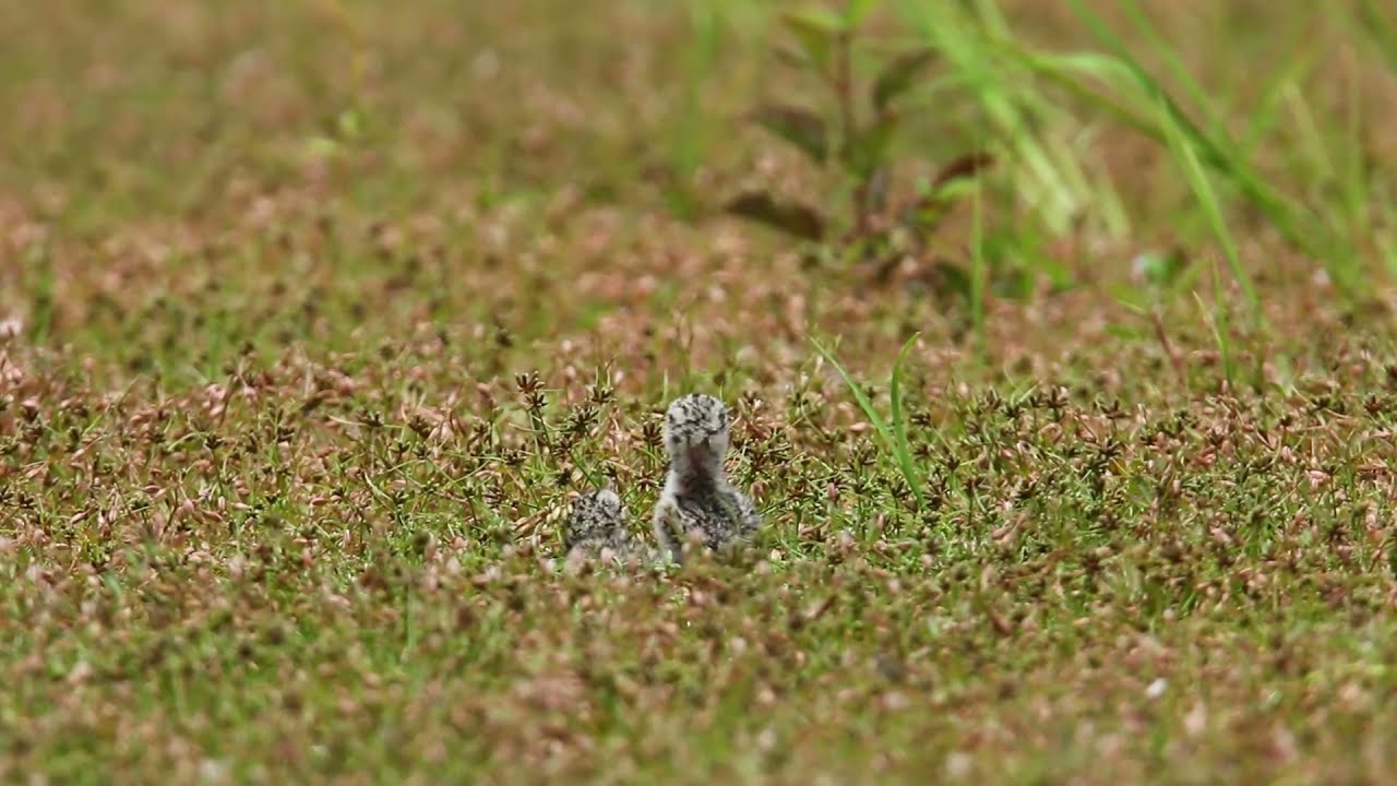 Little tern bird with baby 