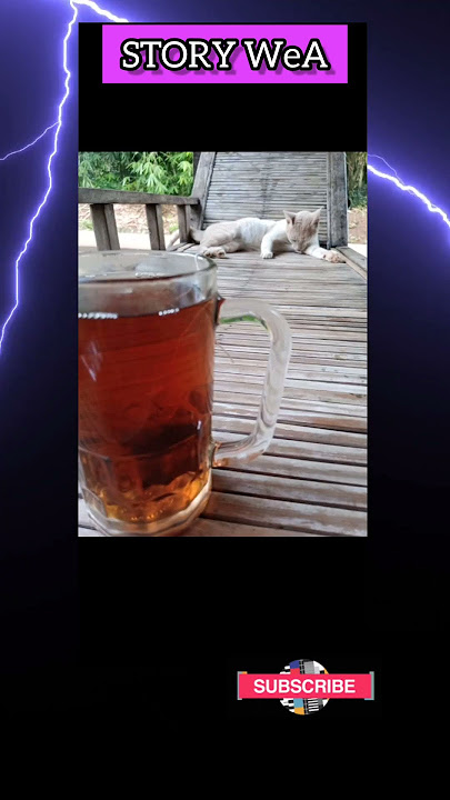 WA Story,Status makan siang di hari sabtu,endingnya gagal paham #storywa #shorts #viral