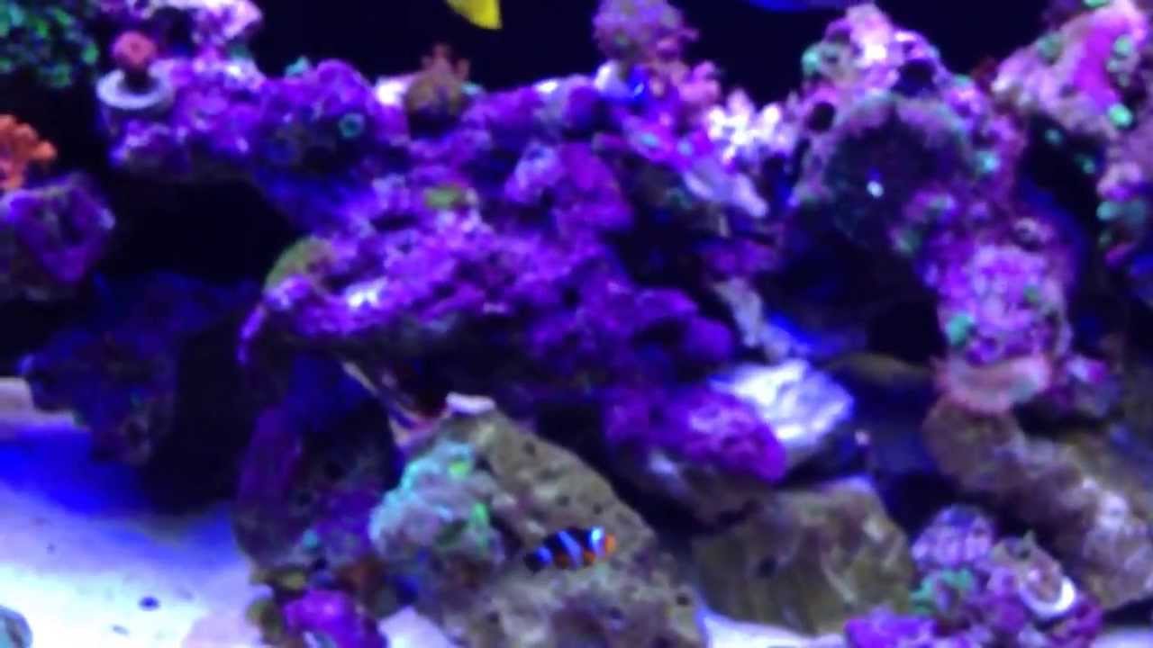 just added another reefbrite