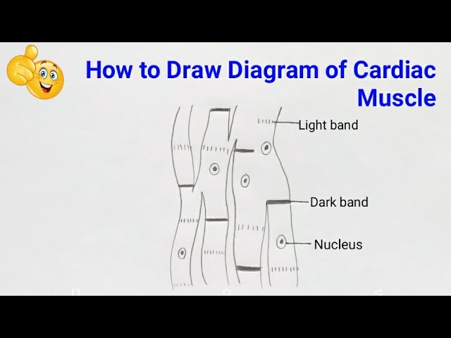 cardiac muscle tissue labeled diagram