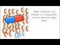 Understanding Bacteria and Antibiotic Resistance