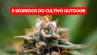5 SEGREDOS sobre plantar maconha no sol