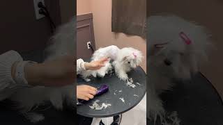 MALTESE PUPPY GETTING STAIN REMOVING FULL CLEAN GROOMING  #maltese #dog #puppy #shortsvideo