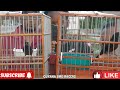ROHAN VS TELLO TOWA TOWA BIRD RACE AT BETTER HOPE BIRD GROUND / THE WINNER IS TELLO