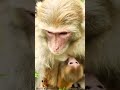#Cute #Mother #Love #Shorts #trending #viral #pets #animals #petlovers #funvideo #Cutebaby #monkey