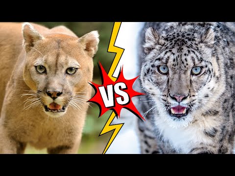 Macan Tutul Salju vs Singa Gunung | Dan Pemenangnya Adalah ...