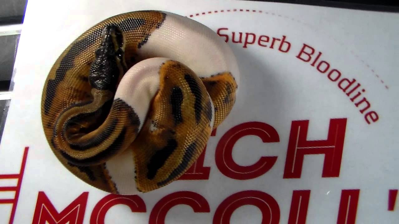 orange dream drink What? Another Orange Dream Piebald vid? Blazing Clutchmates!