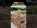 TOP5 Cats Fail Moments