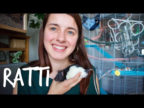 Video: Come introdurre un nuovo ratto domestico