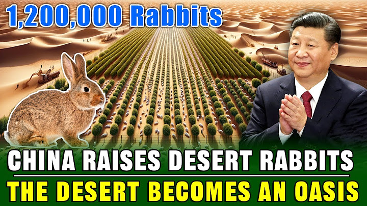 UNBELIEVABLE!  China Breeds 1,200,000 Rabbits in The Desert to Turn The Desert into an Oasis!