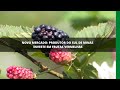 Produtor do Sul de Minas investe em frutas vermelhas