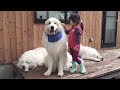 クッキーちゃんのお家で可愛いお友達に会いました　Great Pyrenees　グレートピレニーズ